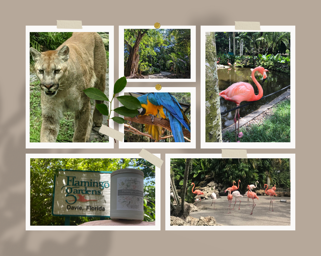 What is Flamingo Gardens