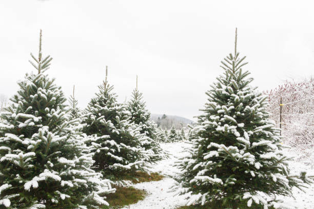 Balsam Fir Room & Linen Spray