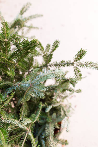Balsam Fir Candle- Woodsy Pine & Cedar
